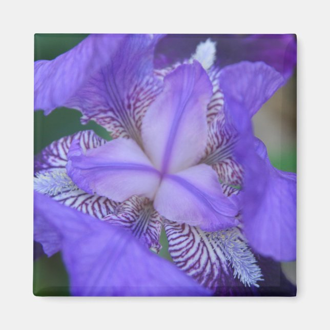 Imã Flor Íris Púrpura Azul (Frente)