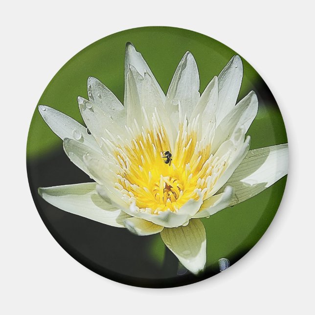 Imã Flor lírio-branca e Linho-de-Abelhas de Fecho (Frente)