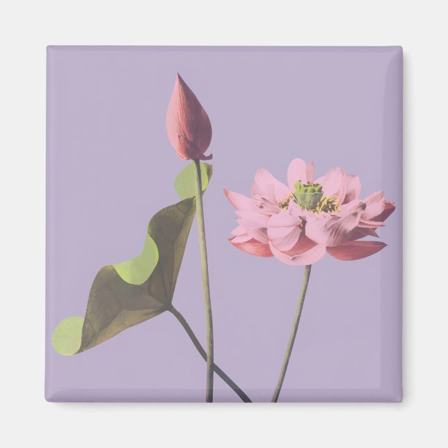 Imã Flor Lotus de Ogawa Kazumasa (Frente)