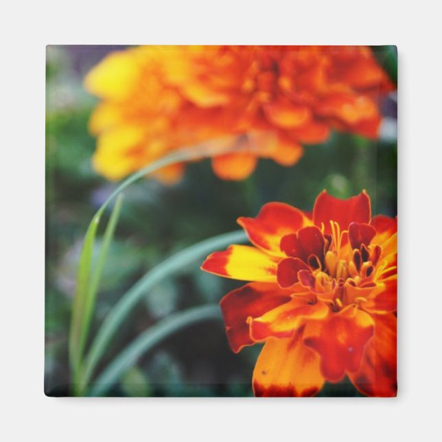 Imã Flor Magnant (Frente)