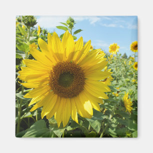 Imã flor, natureza, girassol, verão, florir, planta,