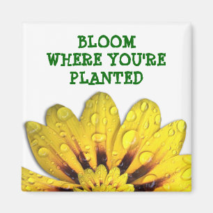 Imã Flor onde você é ímã plantado