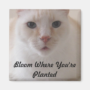 Imã Flor onde você é ímã plantado da imagem