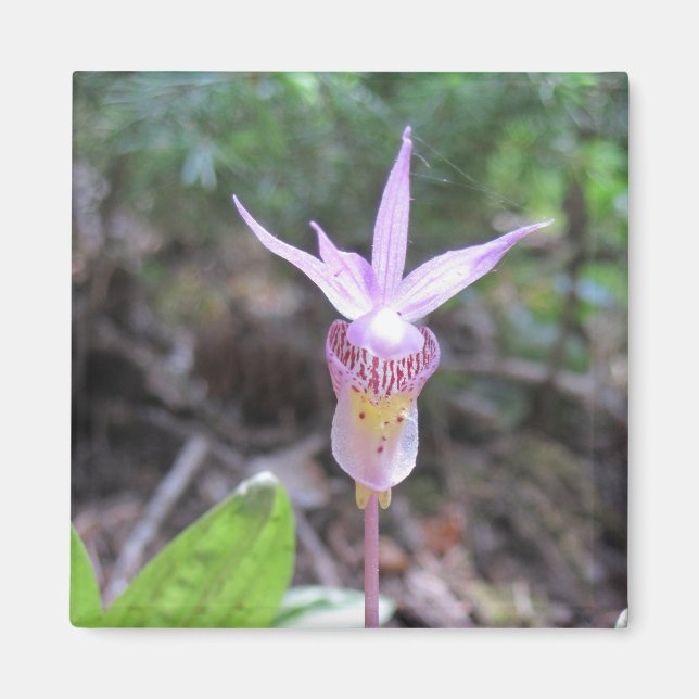 Imã Flor Orquídea Fairyslipper (Frente)