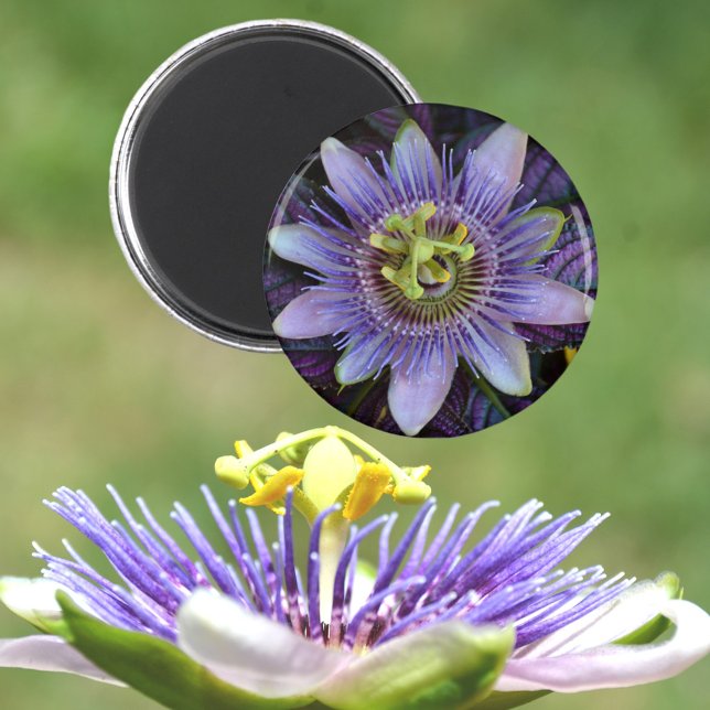Imã Flor Passiflora Roxo (Criador carregado)