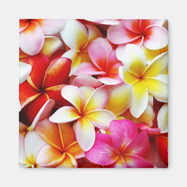 Imã Flor Plumeria Frangipani Hawaii Personalizado (Frente)