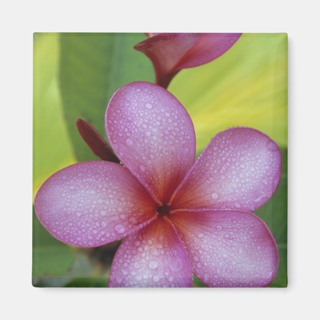 Imã Flor, Plumeria sp.), Pacífico Sul, Niue (Frente)