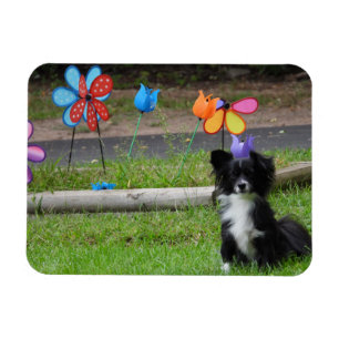 Ímã Flor Primavera de cor branca, preta e branca
