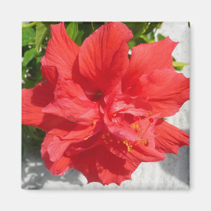 Imã Flor Red Double Hibiscus