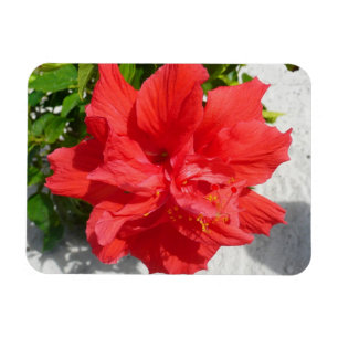 Ímã Flor Red Double Hibiscus