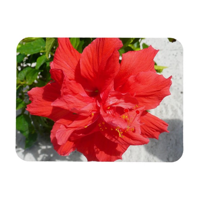 Ímã Flor Red Double Hibiscus (Horizontal)