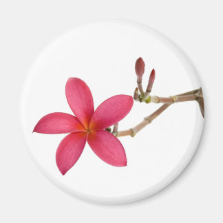 Imã Flor Red Frangipani