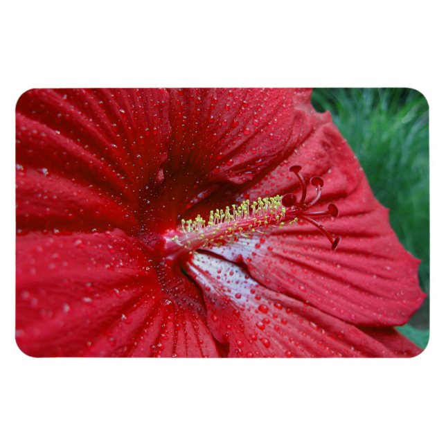 Ímã Flor Red Hibiscus Com Foto De Gotas De Chuva (Horizontal)