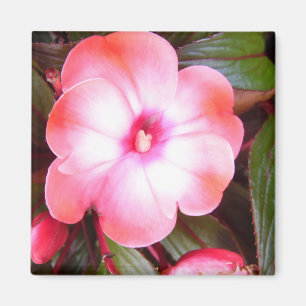 Imã Flor Rosa