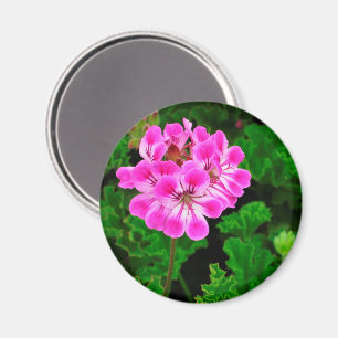 Imã Flor rosa