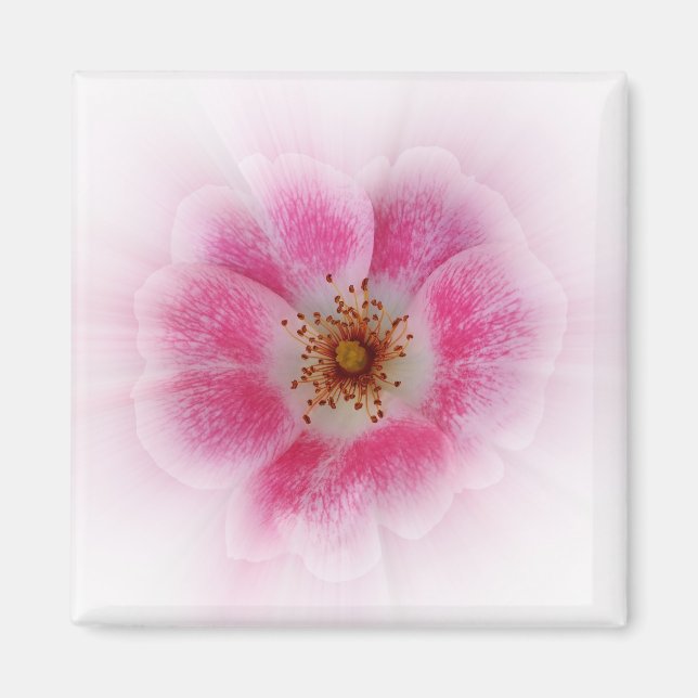 Imã flor rosa brilhante (Frente)