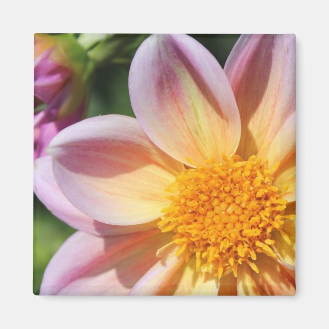 Imã flor rosa, centro amarelo brilhante - foto macro (Frente)