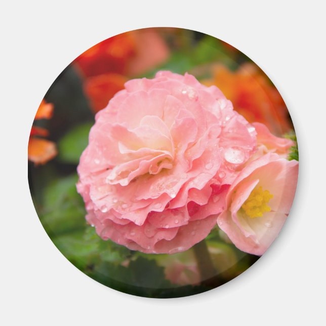 Imã Flor rosa delicada após a chuva (Frente)