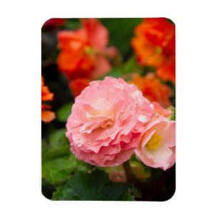 Ímã Flor rosa delicada após a chuva