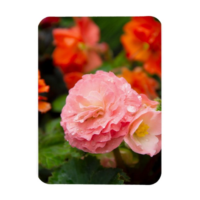 Ímã Flor rosa delicada após a chuva (Vertical)