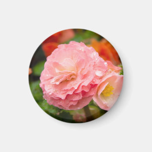 Imã Flor rosa delicada depois da chuva