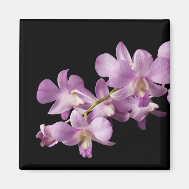 Imã Flor Rosa Dendrobium Orchid em Preto - Orquídeas (Frente)