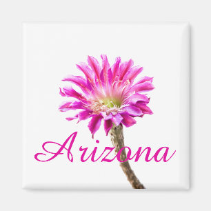 Imã Flor rosa do cacto Piazza em flor, Arizona