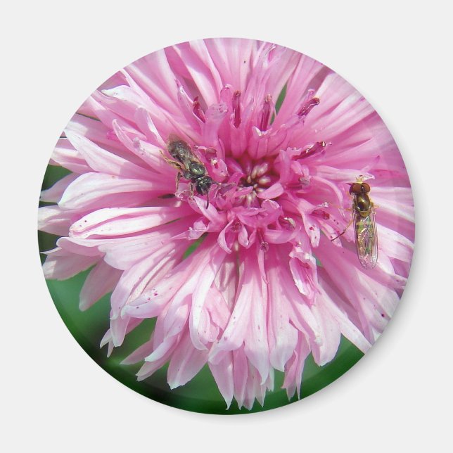 Imã Flor rosa e Insetos (Frente)