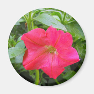 Imã Flor rosa Petunia
