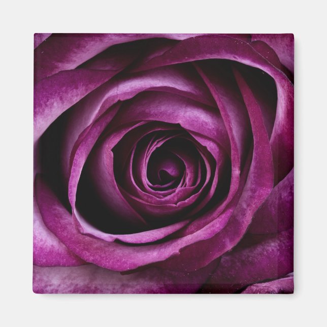 Imã Flor Rosa púrpura (Frente)