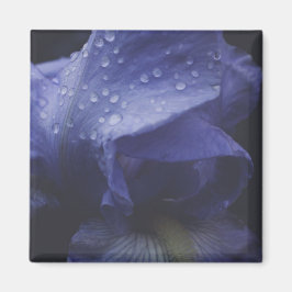 Imã Flor Rosa púrpura