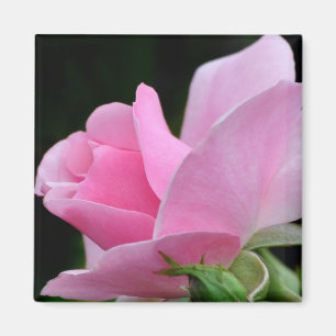 Imã Flor Rosa Rosa Rosa Rosa Rosa Rosa Rosa Rosa Rosa