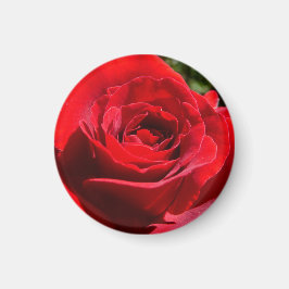 Imã Flor Rosa vermelha Brilhante Floral