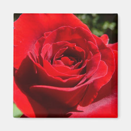 Imã Flor Rosa vermelha Brilhante Floral
