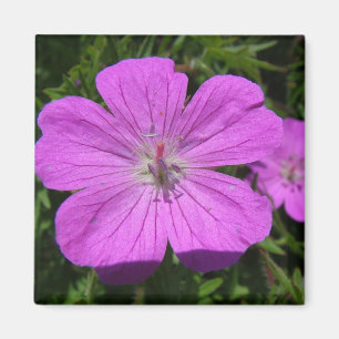 Imã flor roxa