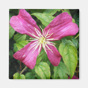Imã Flor roxa da videira