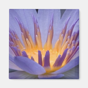 Imã Flor roxa e Dourada - Magneta