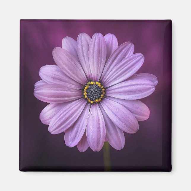Imã Flor Roxo no Bloom (Frente)
