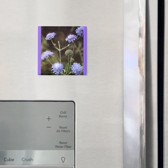 Imã Flor Selvagem: Campo Escabioso (In Situ (Fridge))