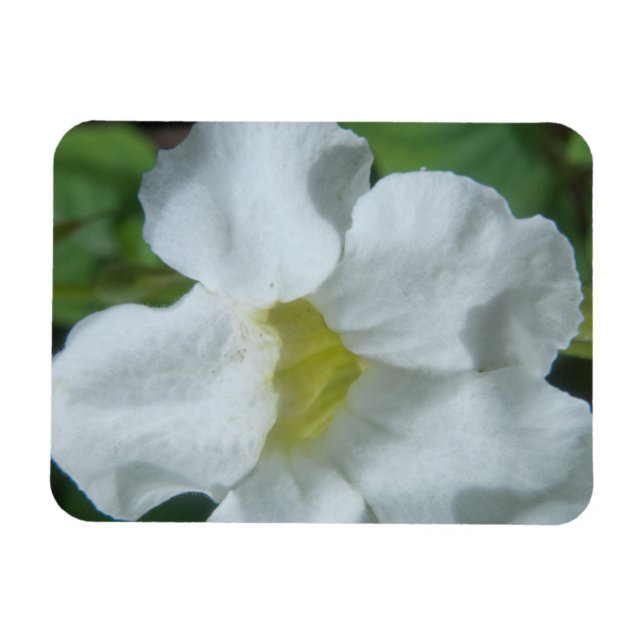 Ímã Flor tropical branca encontrada em Fiji (Horizontal)