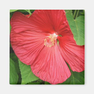 Imã Flor Tropical de Hibiscus Rosa
