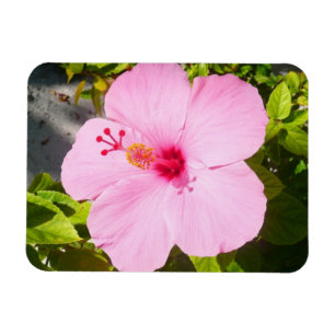 Ímã Flor Tropical de Hibiscus Rosa