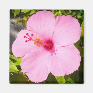 Imã Flor Tropical de Hibiscus Rosa