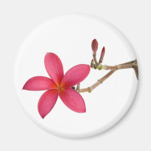 Imã Flor vermelha do Frangipani