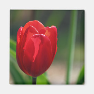 Imã Flor vermelha do primavera da tulipa