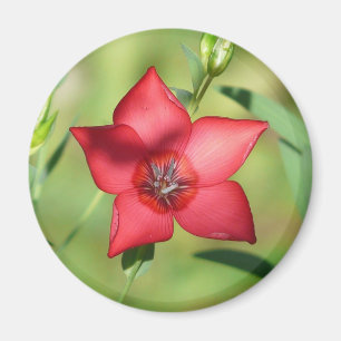 Imã Flor Vermelha Estrela Folhagem Verde