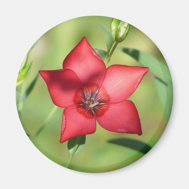Imã Flor Vermelha Estrela Folhagem Verde (Frente)
