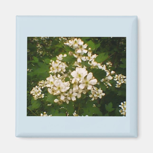 Imã Floração de Amora-preta (Frente)