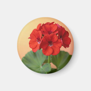 Imã Floração Floral de Gerânio Vermelho Vibrante