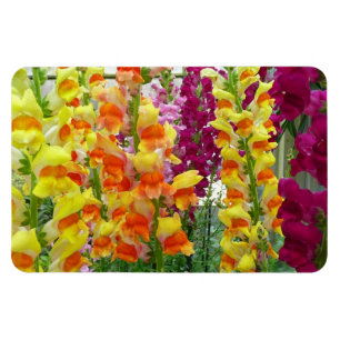 Ímã Floral Colorida de Snapdragons